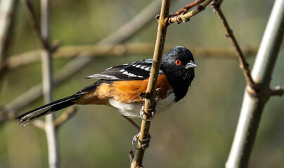 A beautiful Spotted Towhee is alert and perched upon a branch in close up