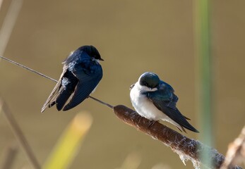 Tree swallows along a marsh in Southern California
