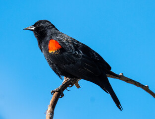 Red Wing Blackbird against a blue sky