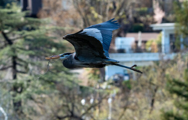 Great Blue Heron in flight taking nesting material to it's nesting site. 