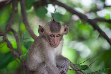可愛いサル