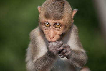可愛いサル