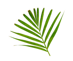 Green leaves pattern, leaf  palm tree isolated