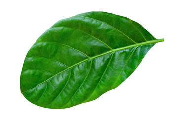 Obraz premium Green leaves pattern,leaf noni isolated