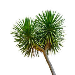 Green leaves pattern, leaf Dracaena loureiri Gagnep isolated