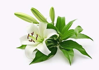 Beautiful fresh lily flower with green leaves, isolated on white background.
