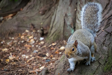 squirrel on a tree