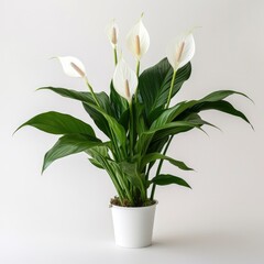 Peace Lily on a plain white background.