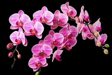 Naklejka na ściany i meble Pink Orchid isolated on black background.