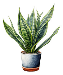 Watercolor snake plant in flower pot isolated.