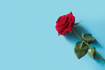 Red rose flower on blue background. Romantic Valentine's holiday concept.