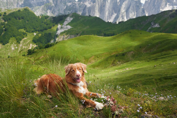 dog traveler in the mountains. Nova Scotia duck tolling retriever in the valley. Hiking with a pet...