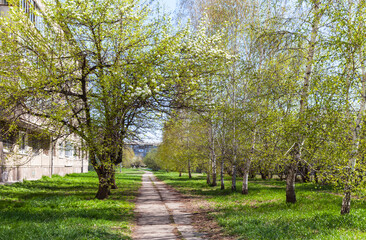 Spring cityscape with footpath along an alley with blooming apple trees and green birches on a sunny May day