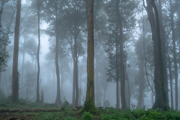 Woodland photography in the morning with fog