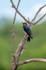 
Narrow-fronted Acorn Woodpecker (Melanerpes formicivorus ssp. angustifrons) 