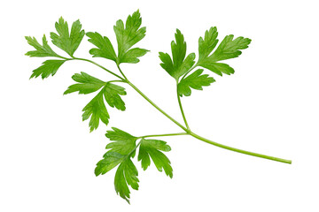 イタリアンパセリ / Italian parsley
