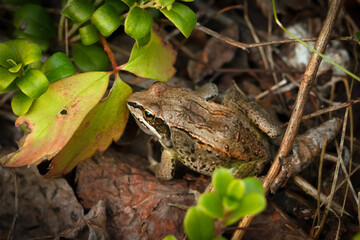Wood frog with a brown camouflage in fallen leaves among branches.