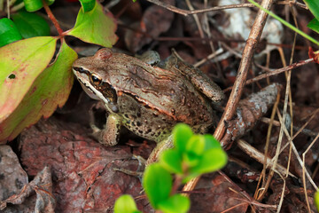 Wood frog with a brown camouflage in fallen leaves among branches.