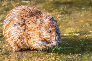 Wild animal Muskrat, Ondatra zibethicuseats, eats on the river bank