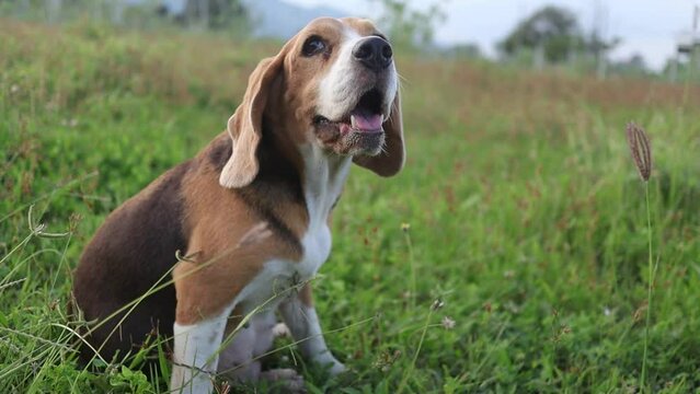 PrA cute beagle dog scratches its body outside on the grass field.