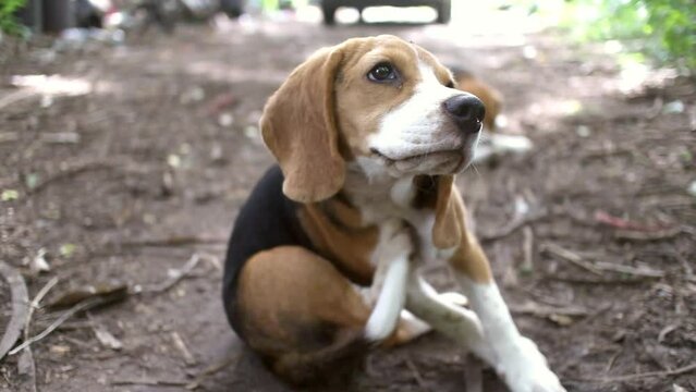 An adorable beagle dog scratches its body outside on the grass field.