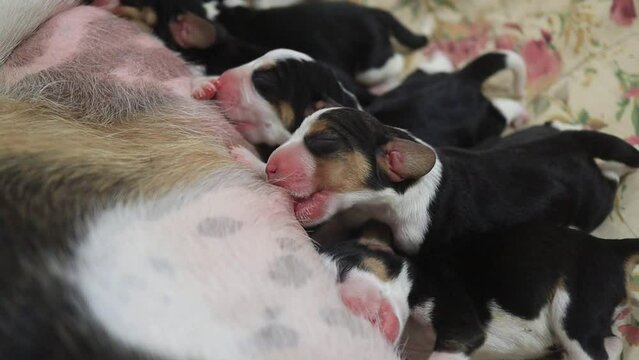 Project 2 The tri-colored beagle dog feeds her puppies and lies on the floor of a house while she feeds them