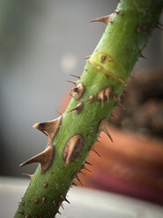 cactus close up