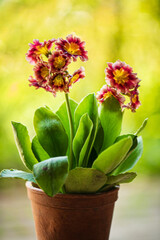 primrose flowers in the pot
