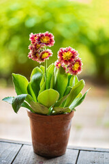 primrose flowers in the pot
