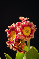 primrose flowers in the pot