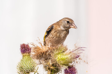 European goldfinch with juvenile plumage, feeding on the seeds of thistles. Carduelis carduelis.