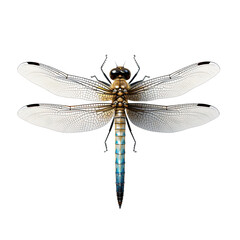 dragonfly on transparent background
