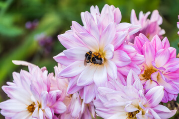 A bee collects nectar from pink dahlia flower in the garden in summer close-up.