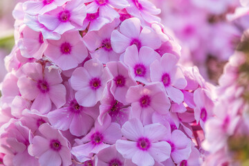 Pink phlox flowers. Phlox paniculata. Flowering herbaceous plants. Blooming phlox paniculata in the garden