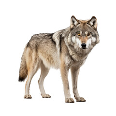 Obraz premium wolf isolated on transparent background