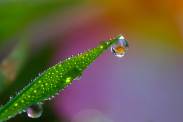 Sparkling Dew drops flower refraction
