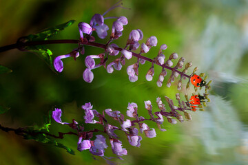 Ladybug on top of purple flower with reflection