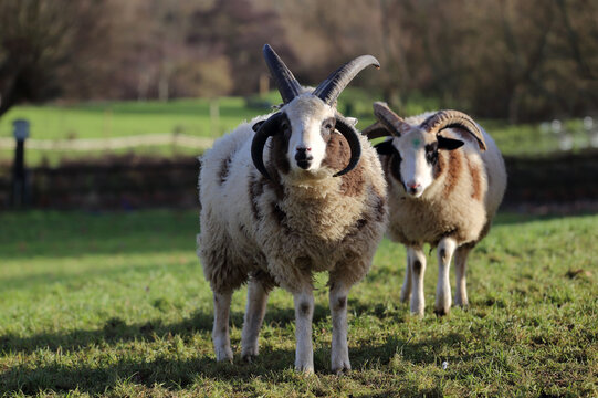 Two Jacob sheep on the field. The Jacob sheep is a rare breed of small, piebald, polycerate sheep.
