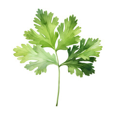 Watercolor Cilantro Leaves Isolated, Generative AI