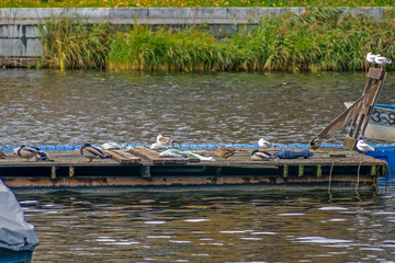 Birds sit on an empty pier on an autumn day