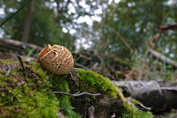 Closeup on the common earthball or pigskin poison puffball mushroom, Scleroderma citrinum on the forest floor