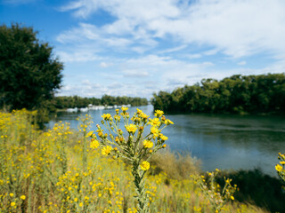 yellow flowers growing on levee of river with marina on shoreline 