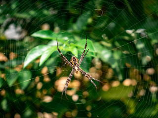 A feather spider hangs from its nest in the leaves
