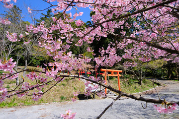 河津桜が咲く春の稲荷神社