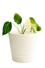 Monstera albo small plant in a ceramic pot
