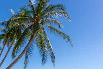 Fototapeta na wymiar Coconut palm tree at the beach. Low angle view of coconut tree against blue sky