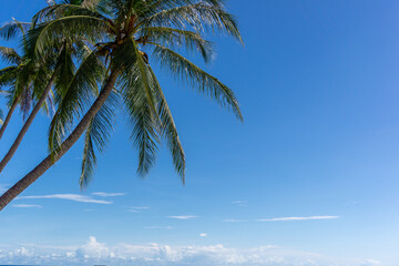 Obraz premium Coconut palm tree at the beach. Low angle view of coconut tree against blue sky