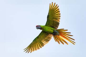 Flying Great green macaw (Ara ambiguus), also known as Buffon's macaw or the great military macaw. Ara ambiguus is listed as Critically Endangered. Tortuguero, Wildlife and birdwatching in Costa Rica. © ArtushFoto