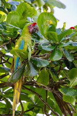 Great green macaw (Ara ambiguus), also known as Buffon's macaw or the great military macaw. Ara ambiguus is listed as Critically Endangered. Tortuguero, Wildlife and birdwatching in Costa Rica.