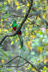 Resplendent quetzal (Pharomachrus mocinno), Guatemalan national bird. Magnificent sacred green and red iconic bird. Bird with long tail. San Gerardo de Dota, Wildlife and bird watching in Costa Rica.